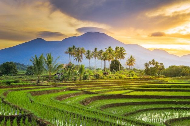Premium Photo _ Beautiful morning view indonesia Panorama Landscape paddy fields with beauty color and sky natural l